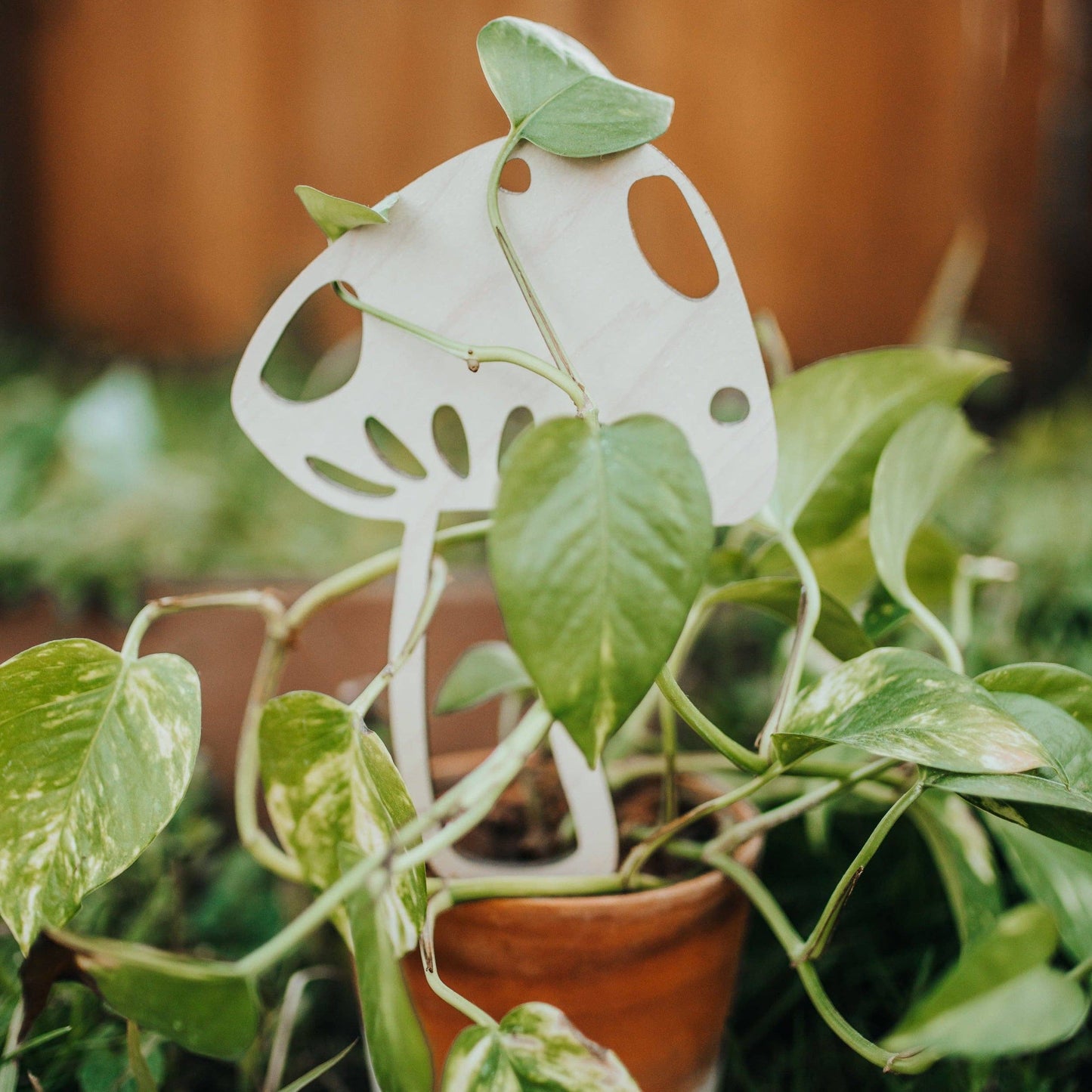 Mushroom Plant Trellis