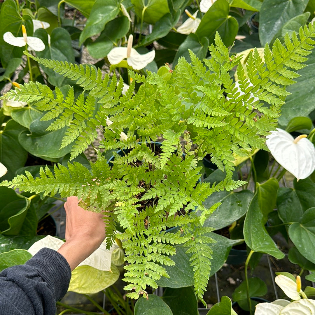 HSN Fern, Palapalai – Mari's Gardens