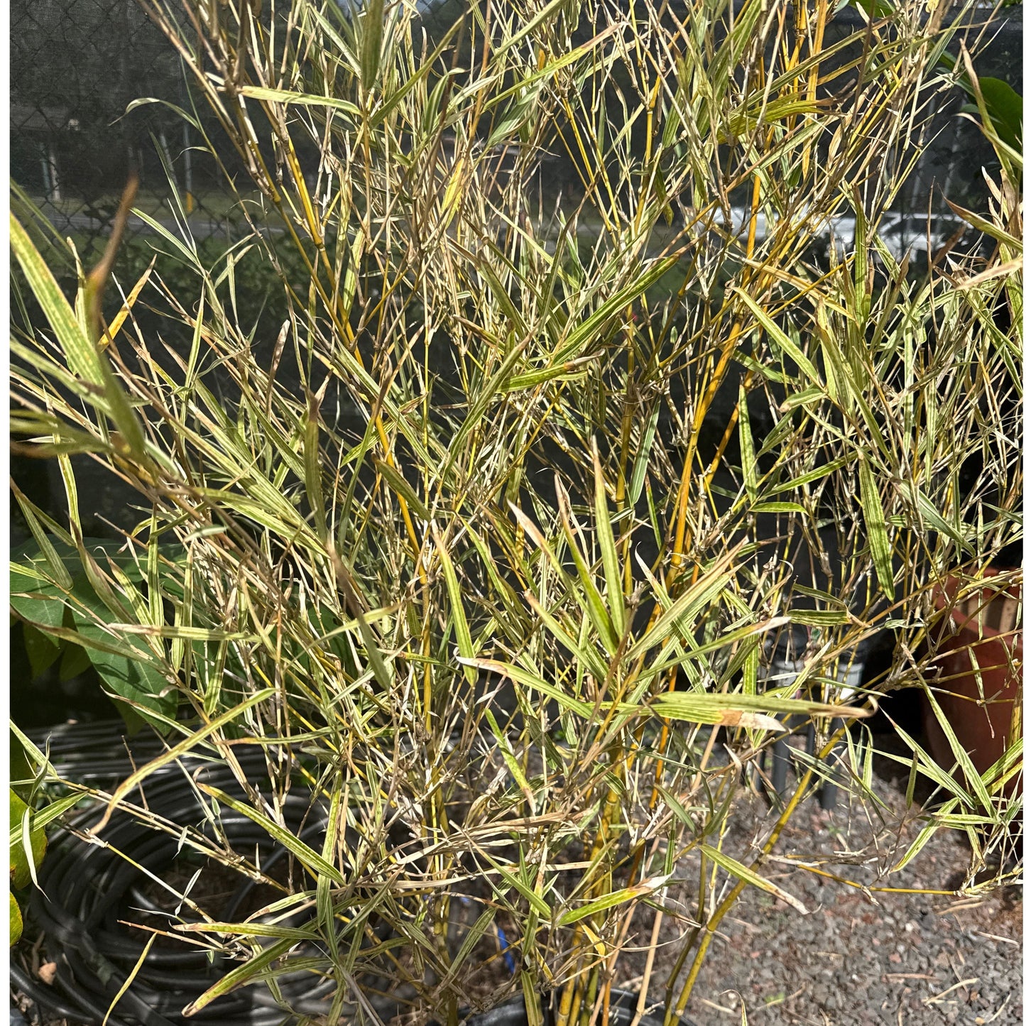 Bermuda Bamboo Variegated