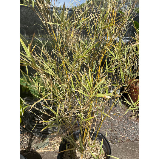 Bermuda Bamboo Variegated