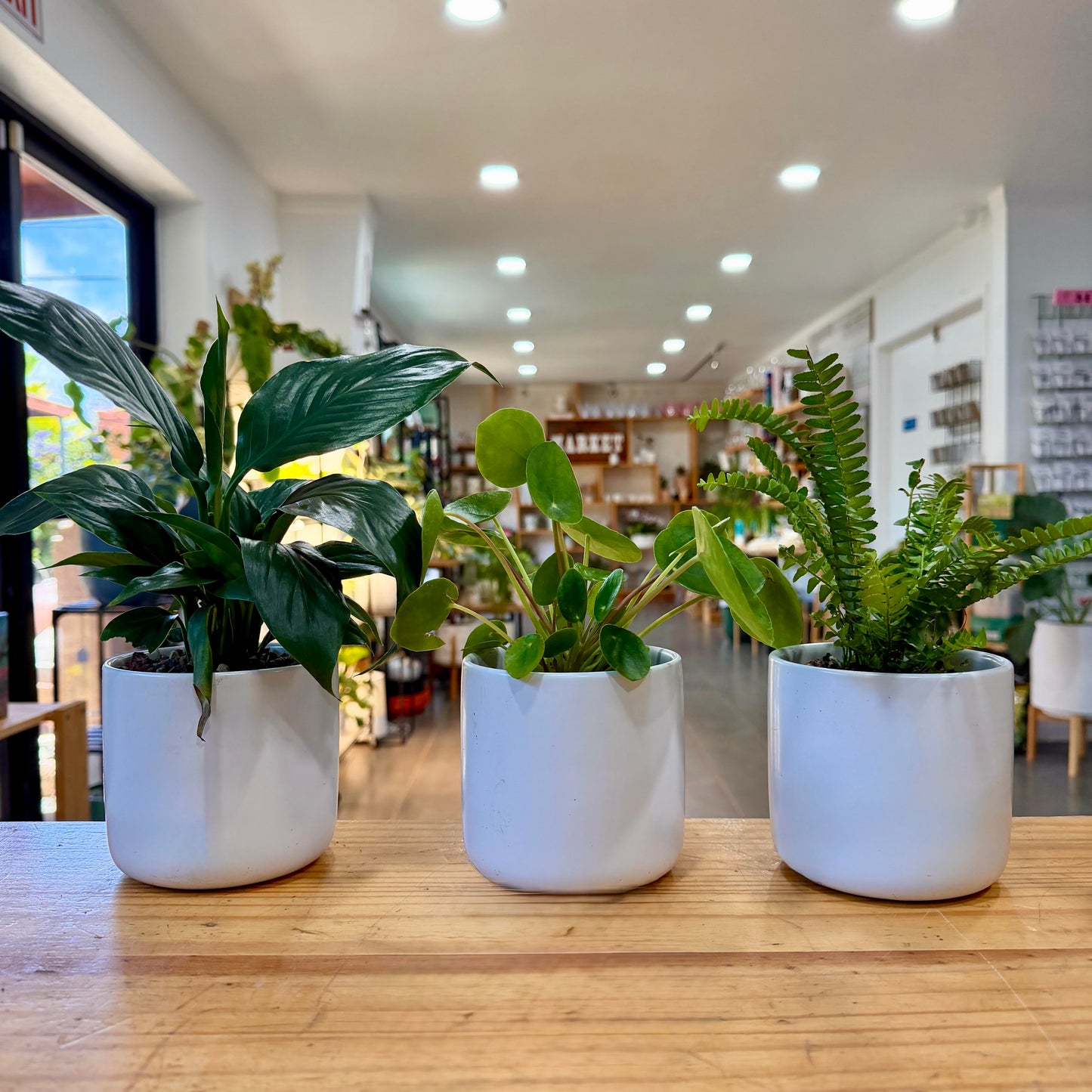 Potted Plant Arrangements