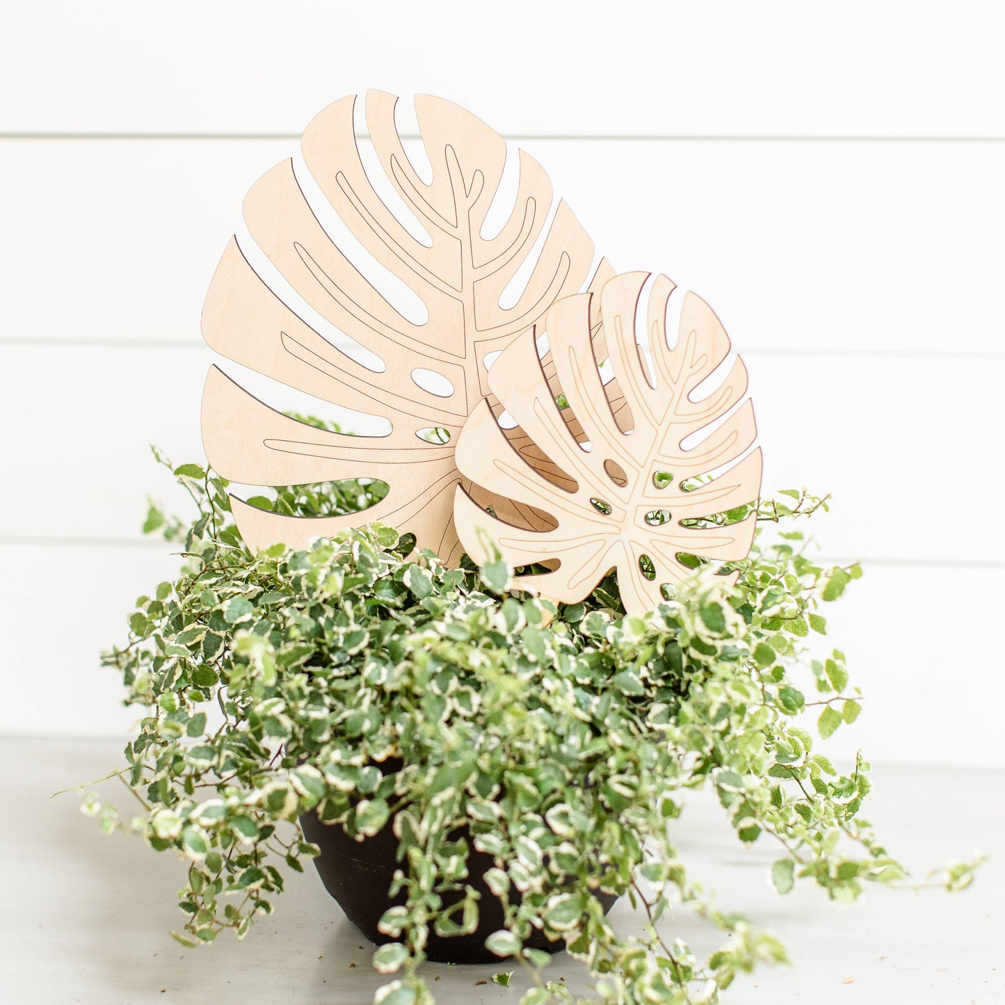 Monstera Leaf Trellis