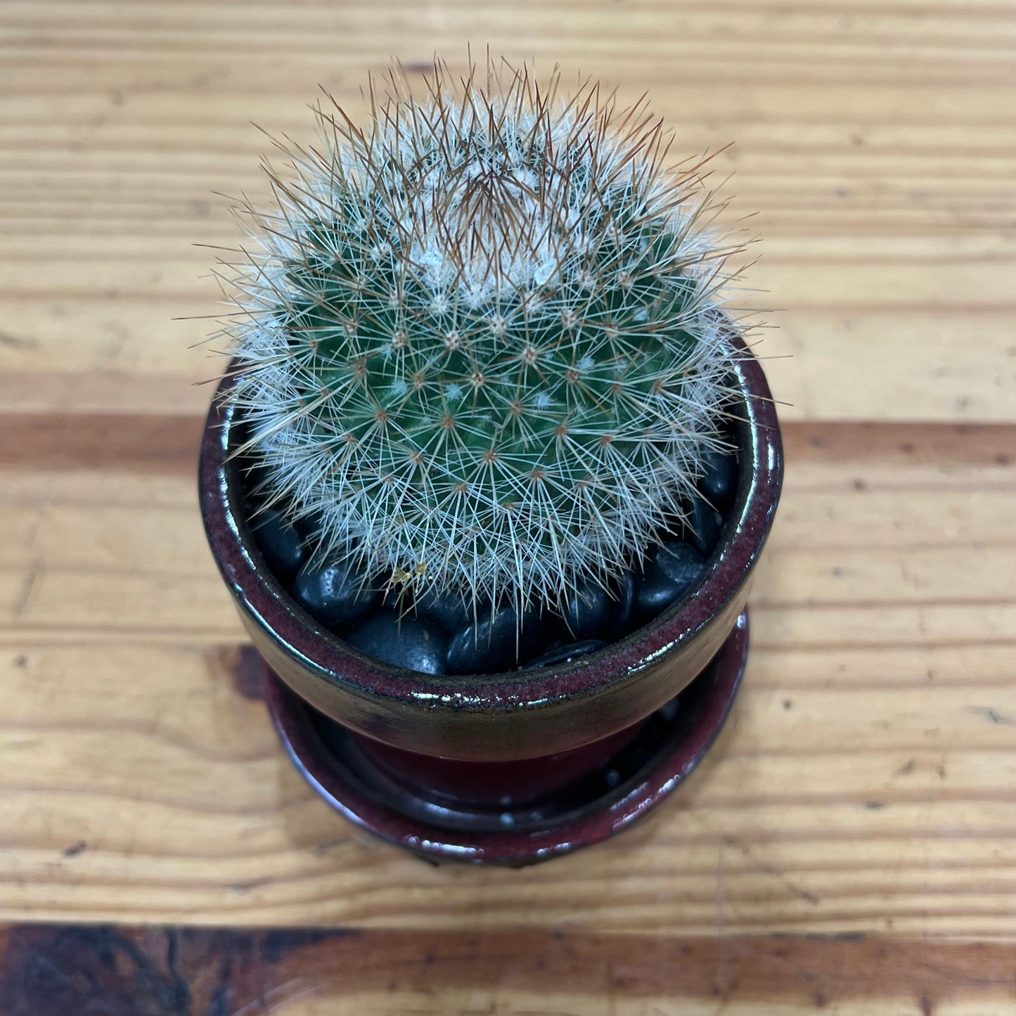 Succulent/Cactus Arrangements