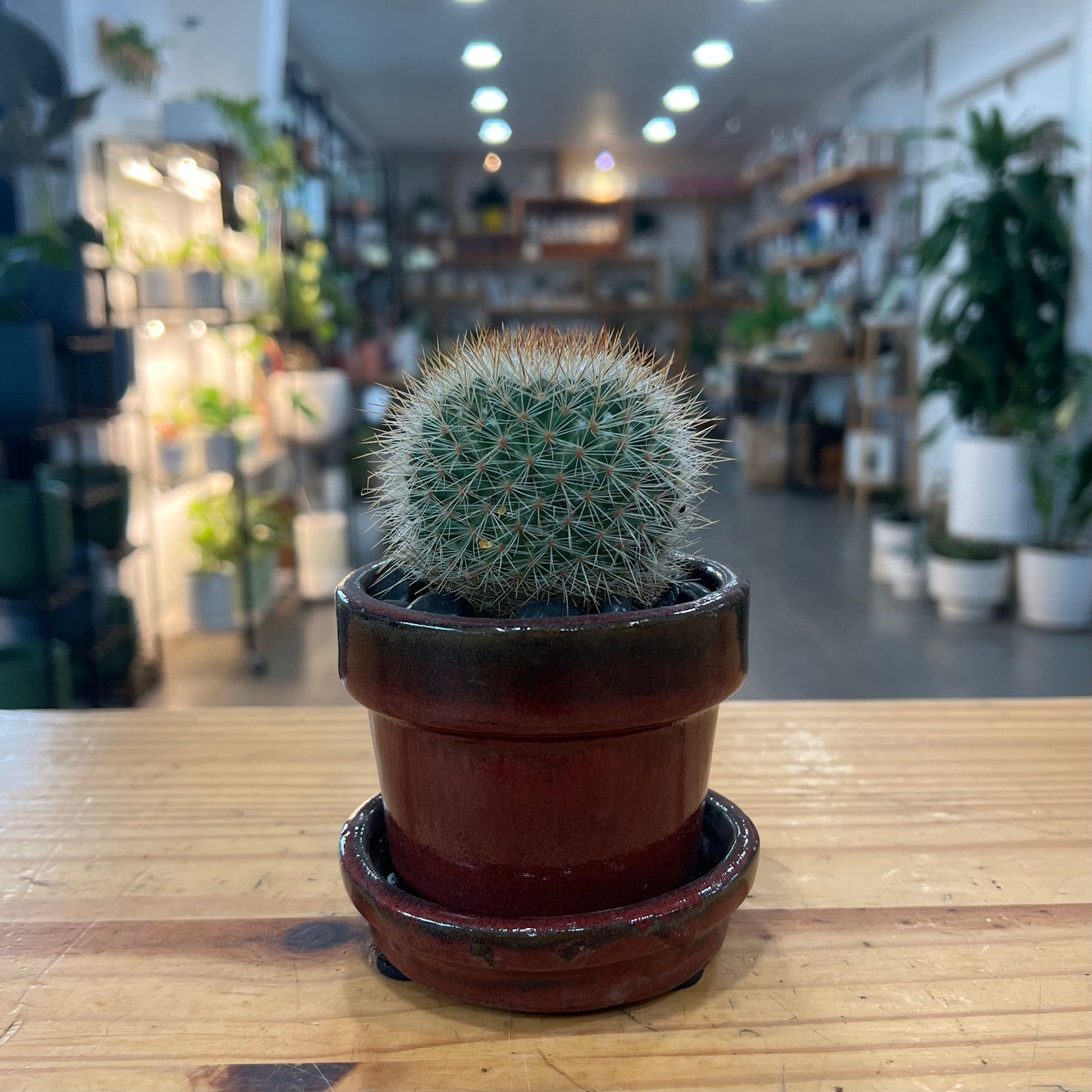 Succulent/Cactus Arrangements