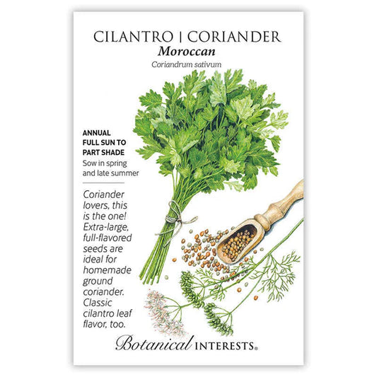 Cilantro seeds, "Moroccan Chinese Parsley"