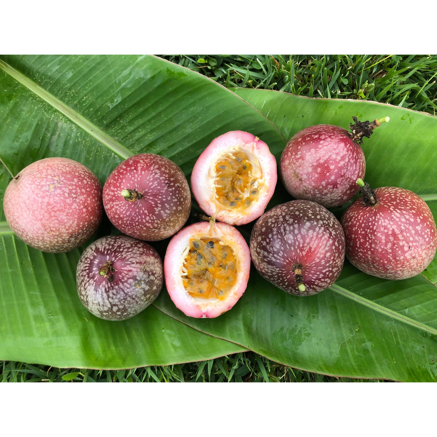 Aloha Bites Lilikoi (Passion Fruit) Jelly