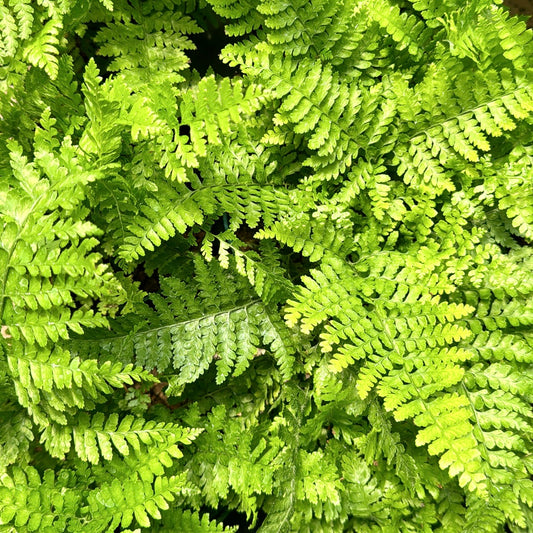 Microlepia strigosa var. strigosa, "Palapalai Fern"