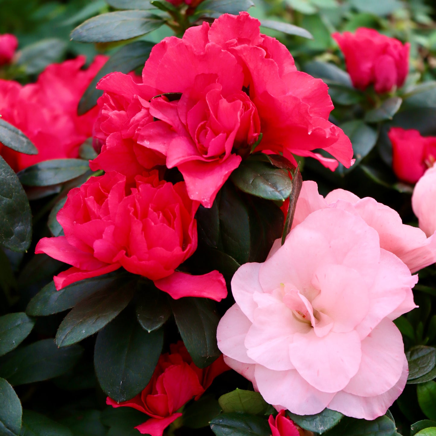 Azalea, assorted