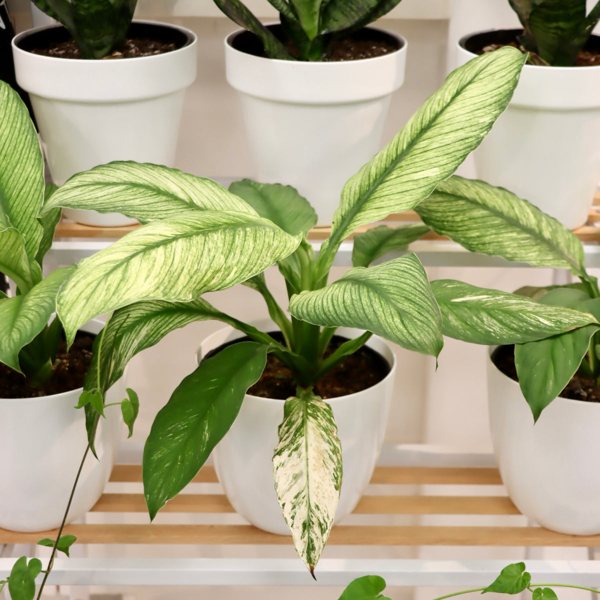 Spathiphyllum 'Sensation Variegata' (Variegated Giant Peace Lily)