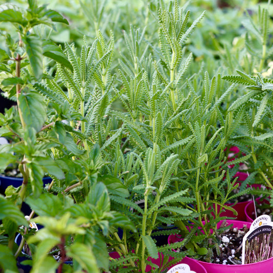 Herb & Vegetable Plants