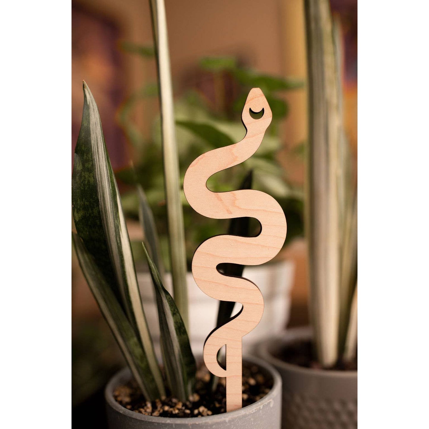 Snake Plant Trellis