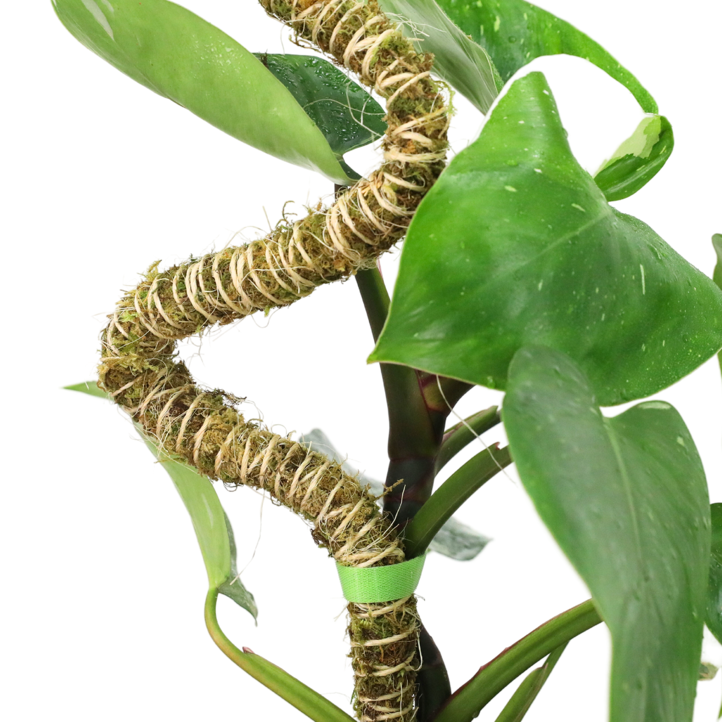 Reusable Plant Tape Pull Up & Support Indoor & Outdoor Plant