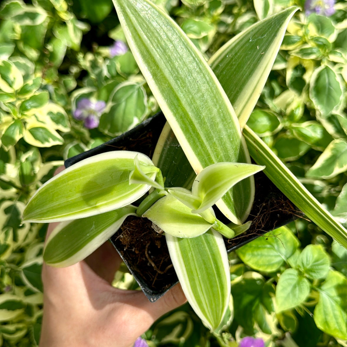Vanilla planifolia 'Variegata' (Vanilla Bean), Variegated