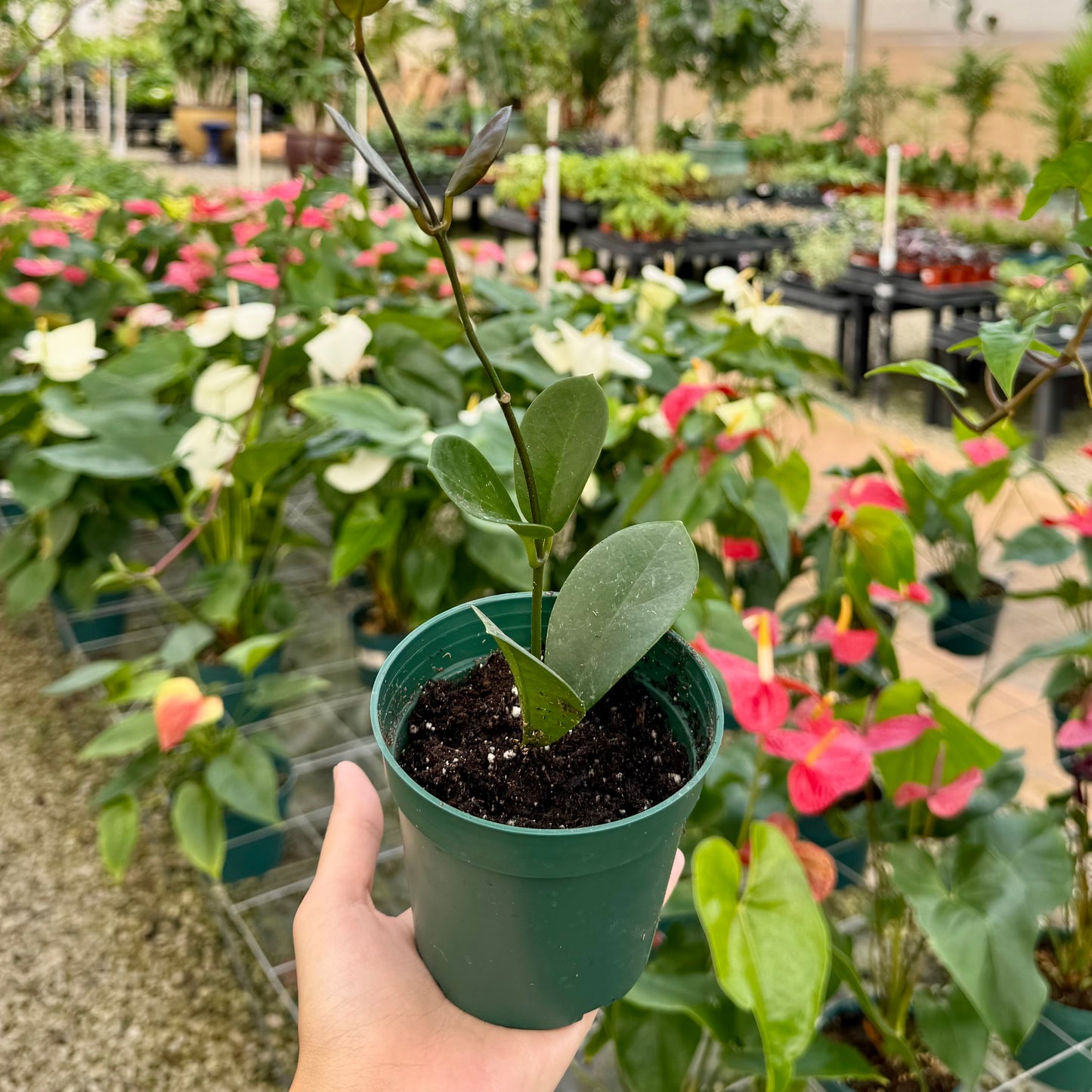 Hoya Australis