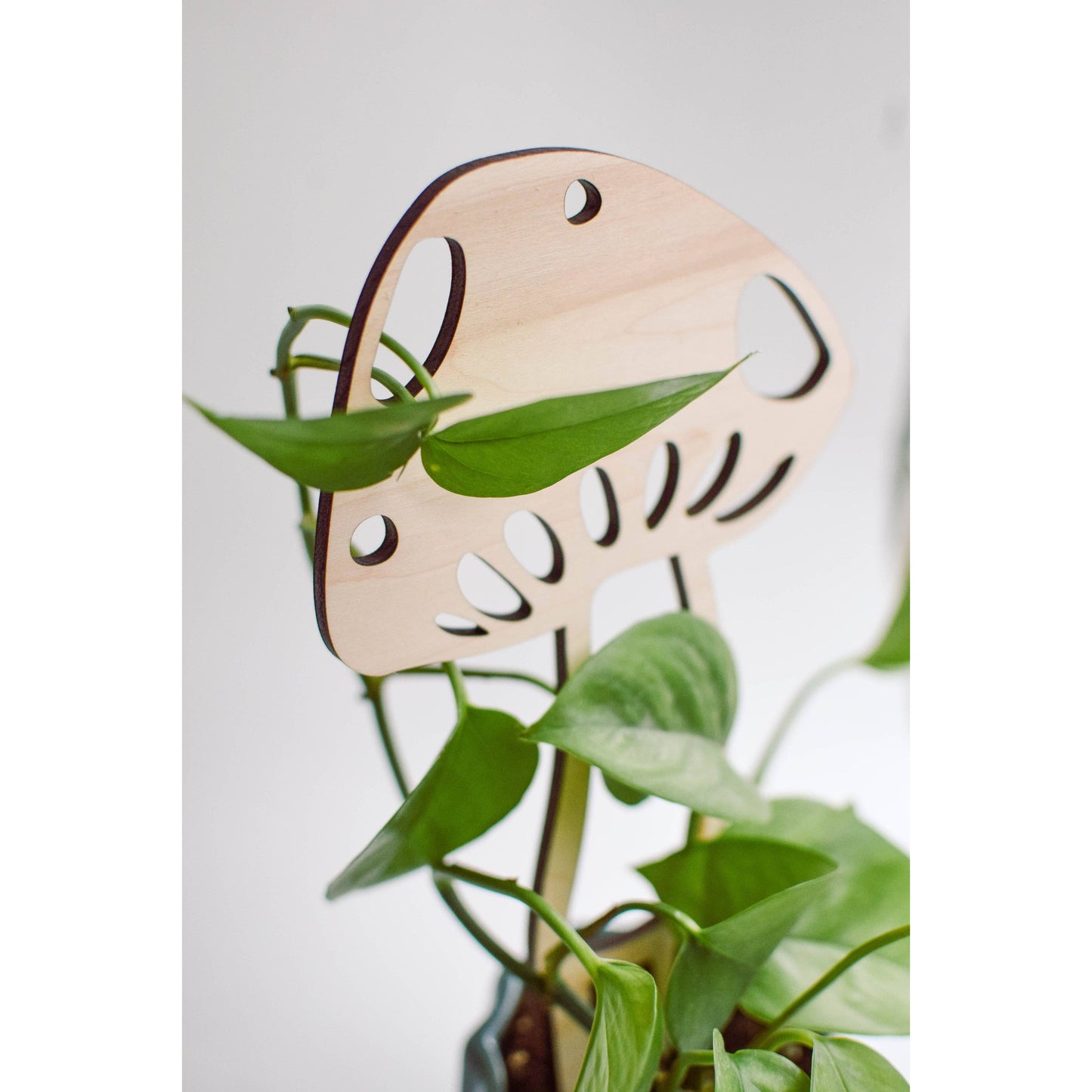 Mushroom Plant Trellis