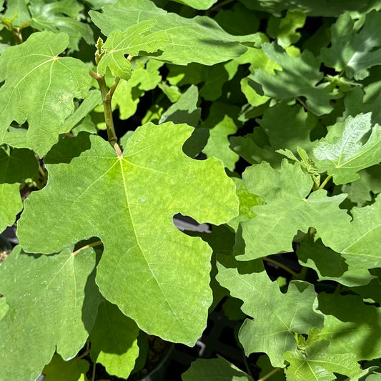 Ficus carica 'Black Mission' (Fig)