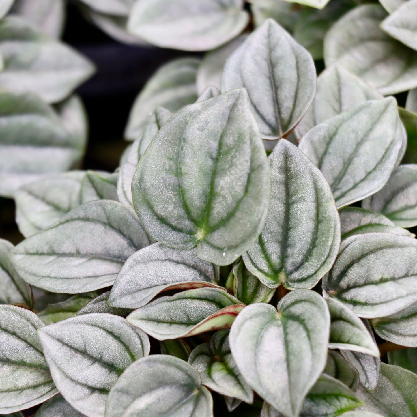 Peperomia Napoli