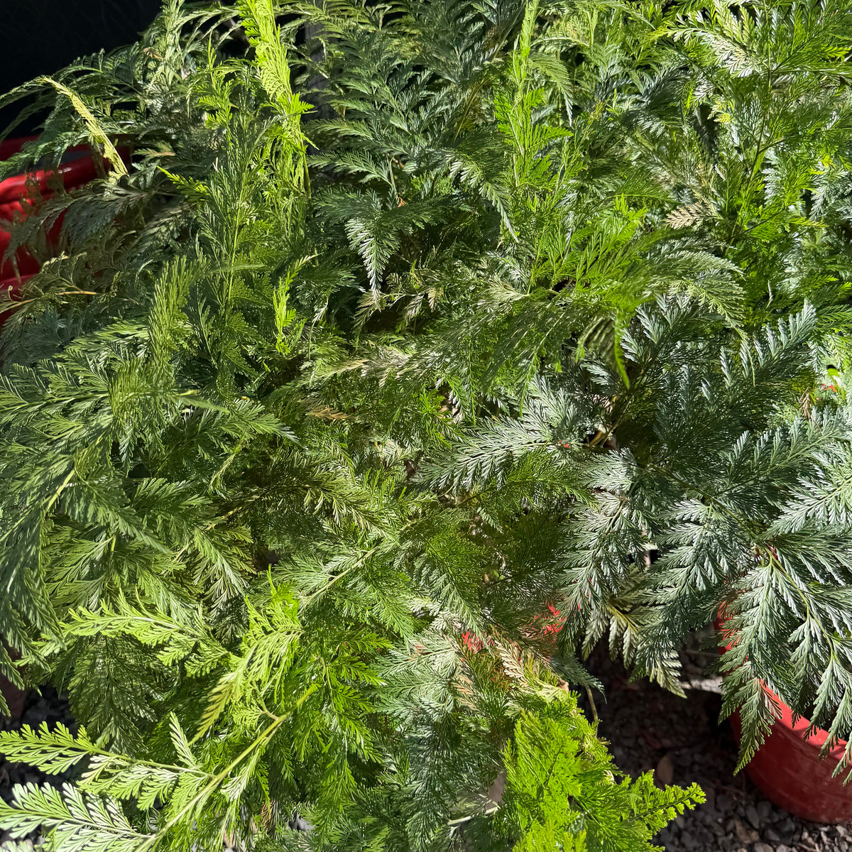 Fern 'Shinobu'