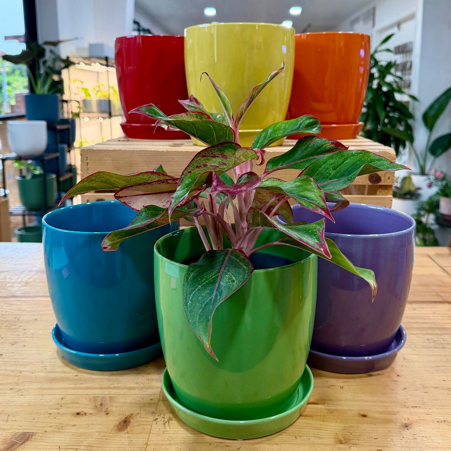 Torres Planter