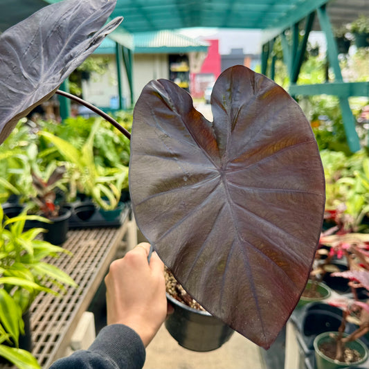Colocasia esculenta, "Black Coral"