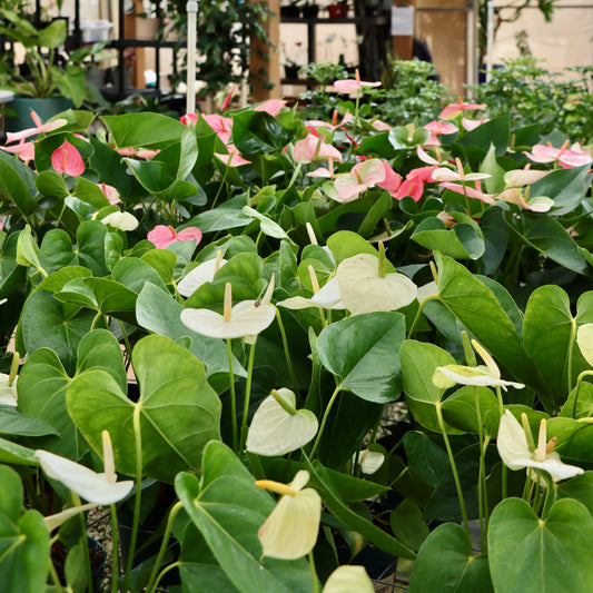 Anthurium, "Vanilla"