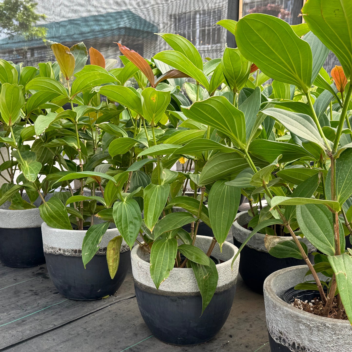 Medinilla myriantha, "Malaysian Orchid"