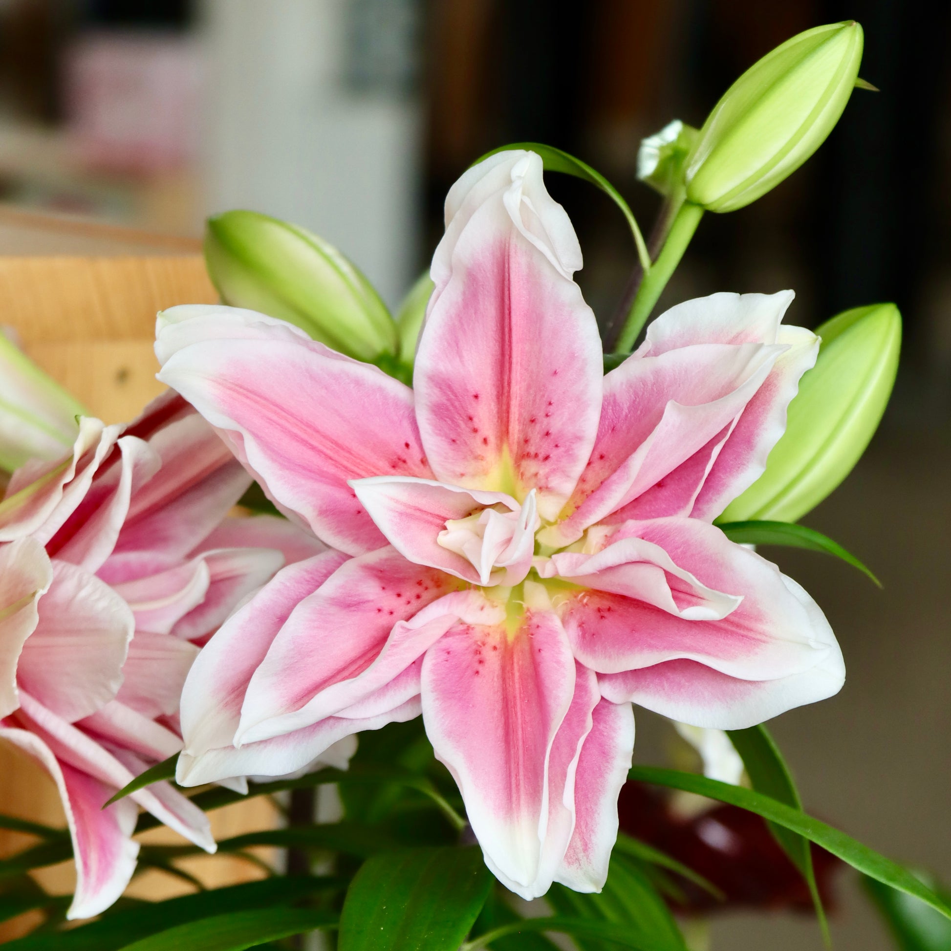 lily rose flower Lily, "Roselily"