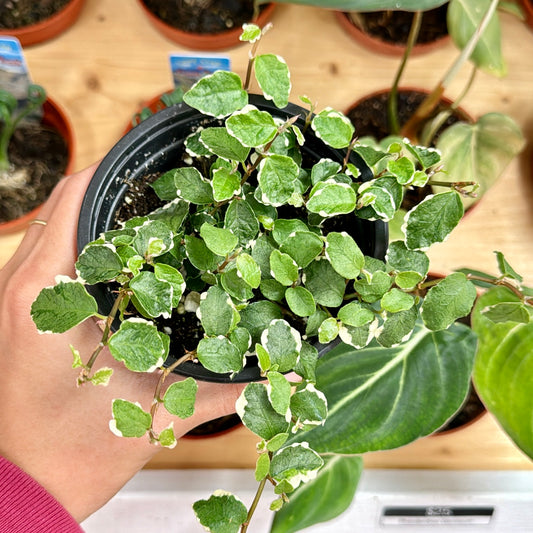 Ficus repens variegata, "Creeping Fig"