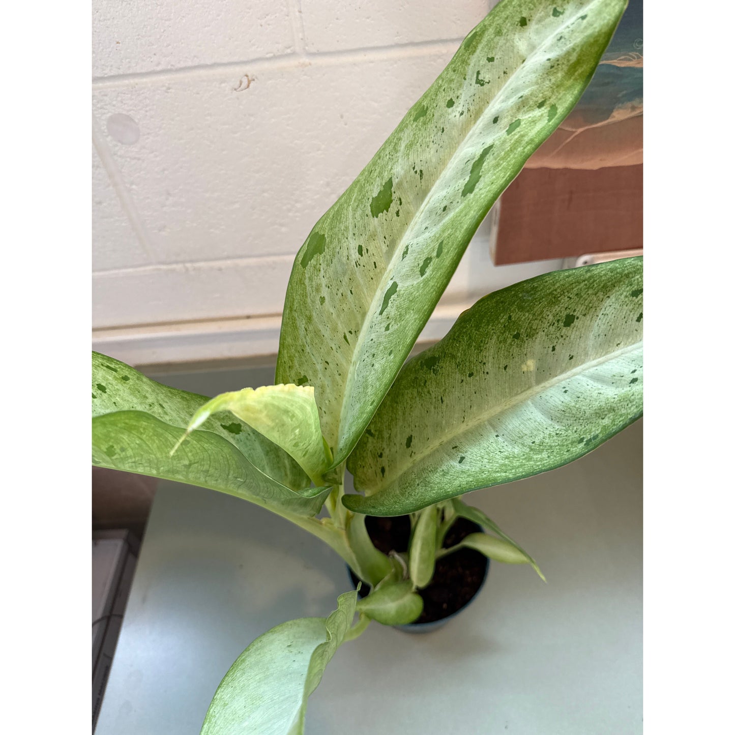 Dieffenbachia, "Maui Wowie"