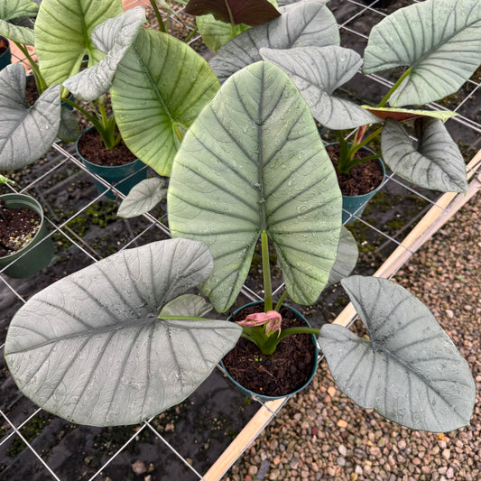 Alocasia reginae 'Elaine'