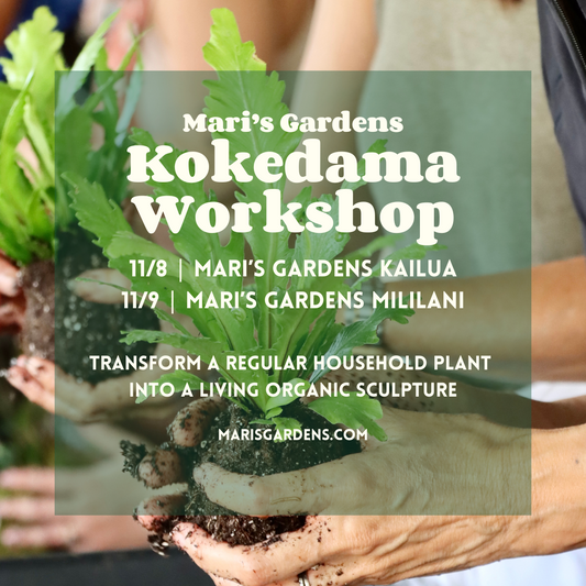 11/8 & 11/9 Kokedama Workshop