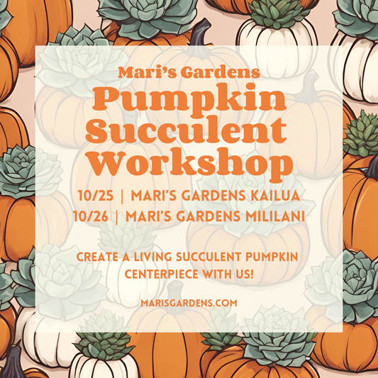 10/25 & 10/26 Pumpkin Succulent Workshop