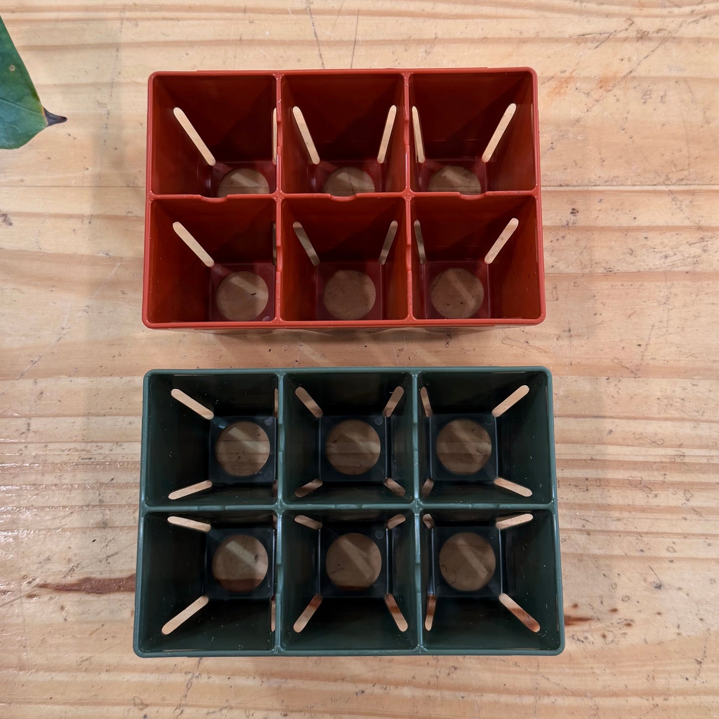 6 Cell Starter Pot