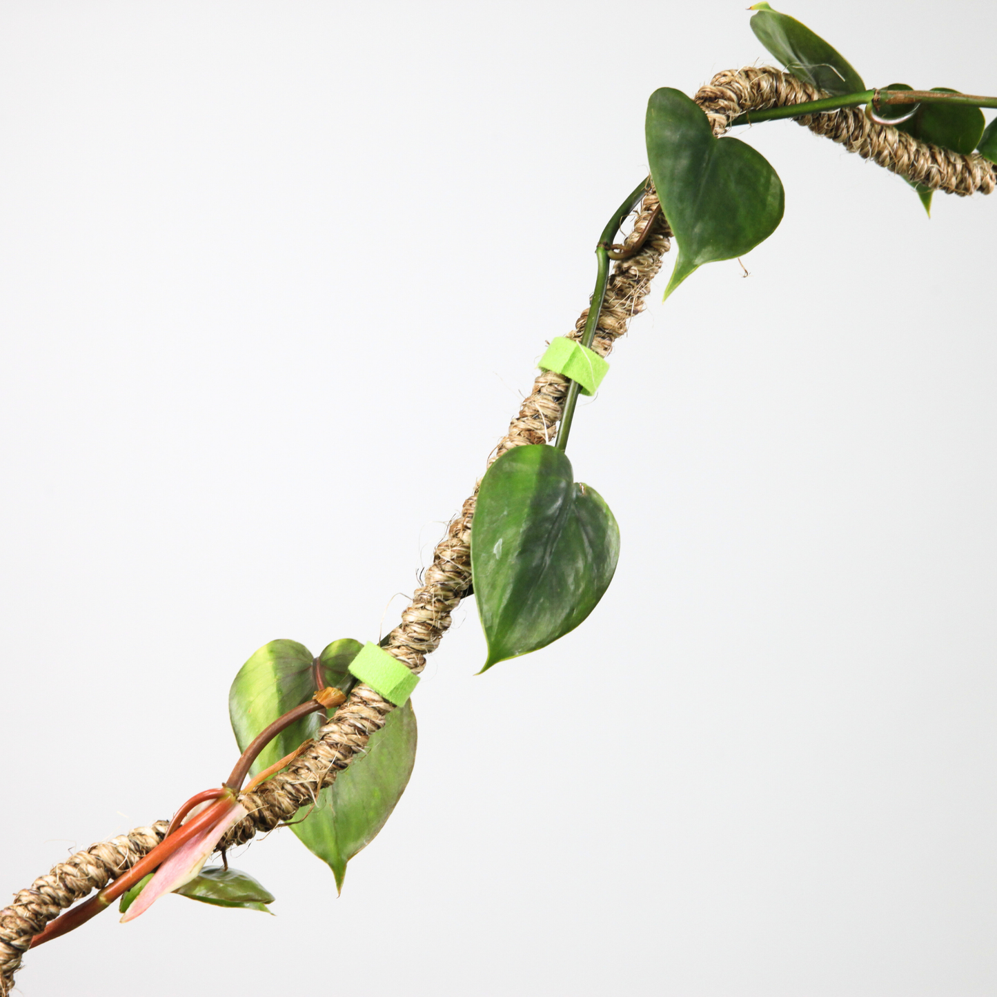 Reusable Plant Tape Pull Up & Support Indoor & Outdoor Plant