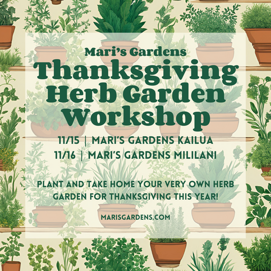 11/15 & 11/16 Mini Herb Garden Workshop