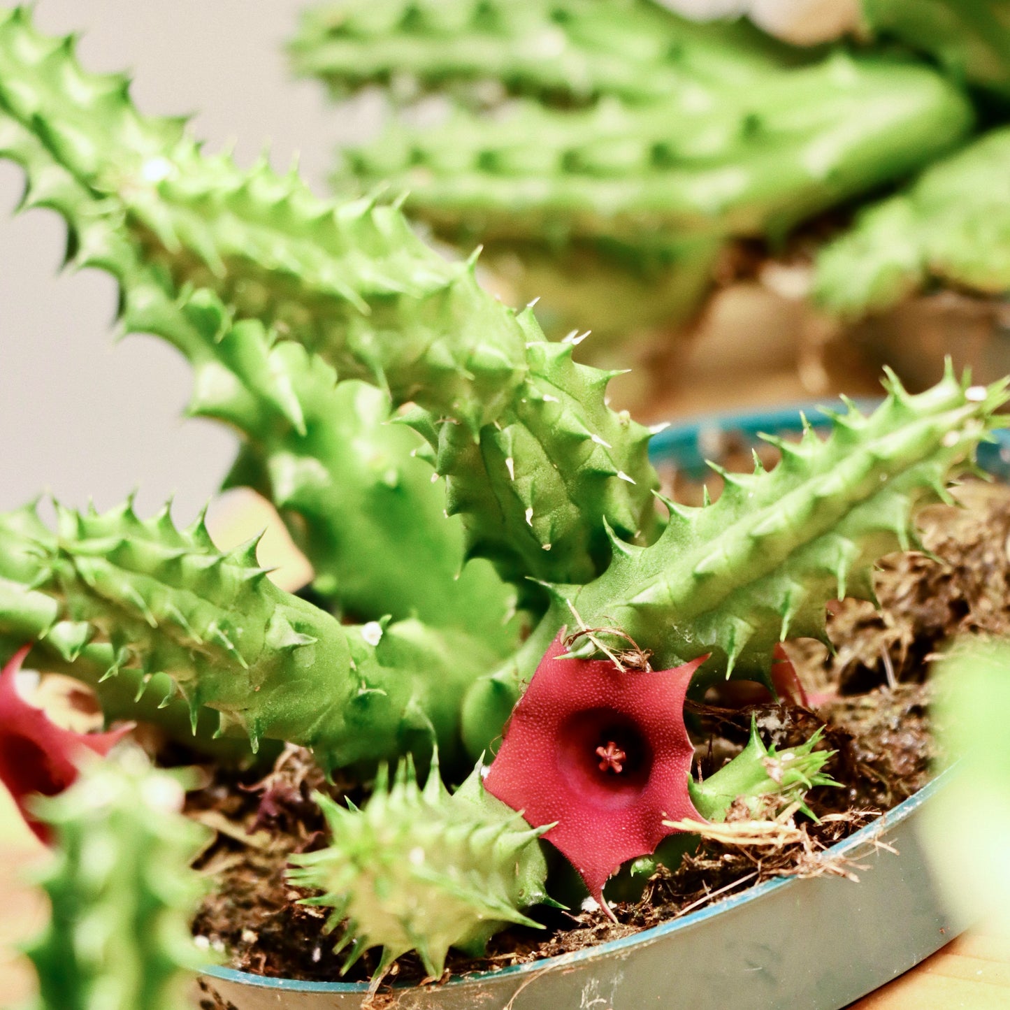 Huernia Zebrina, "Lifesaver"