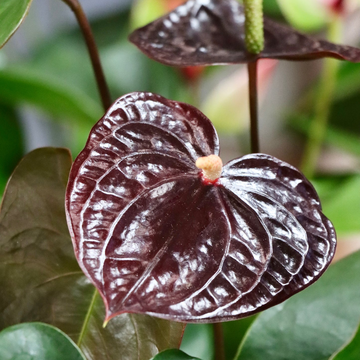 Anthurium, "Sempre"