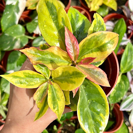 Pereskia aculeata, "Godseffiana"