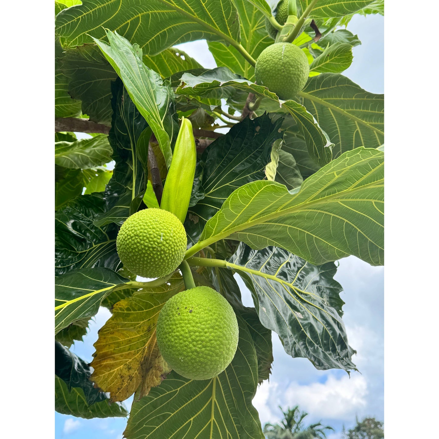 (Breadfruit) ʻUlu Bread Mix (GF/V)
