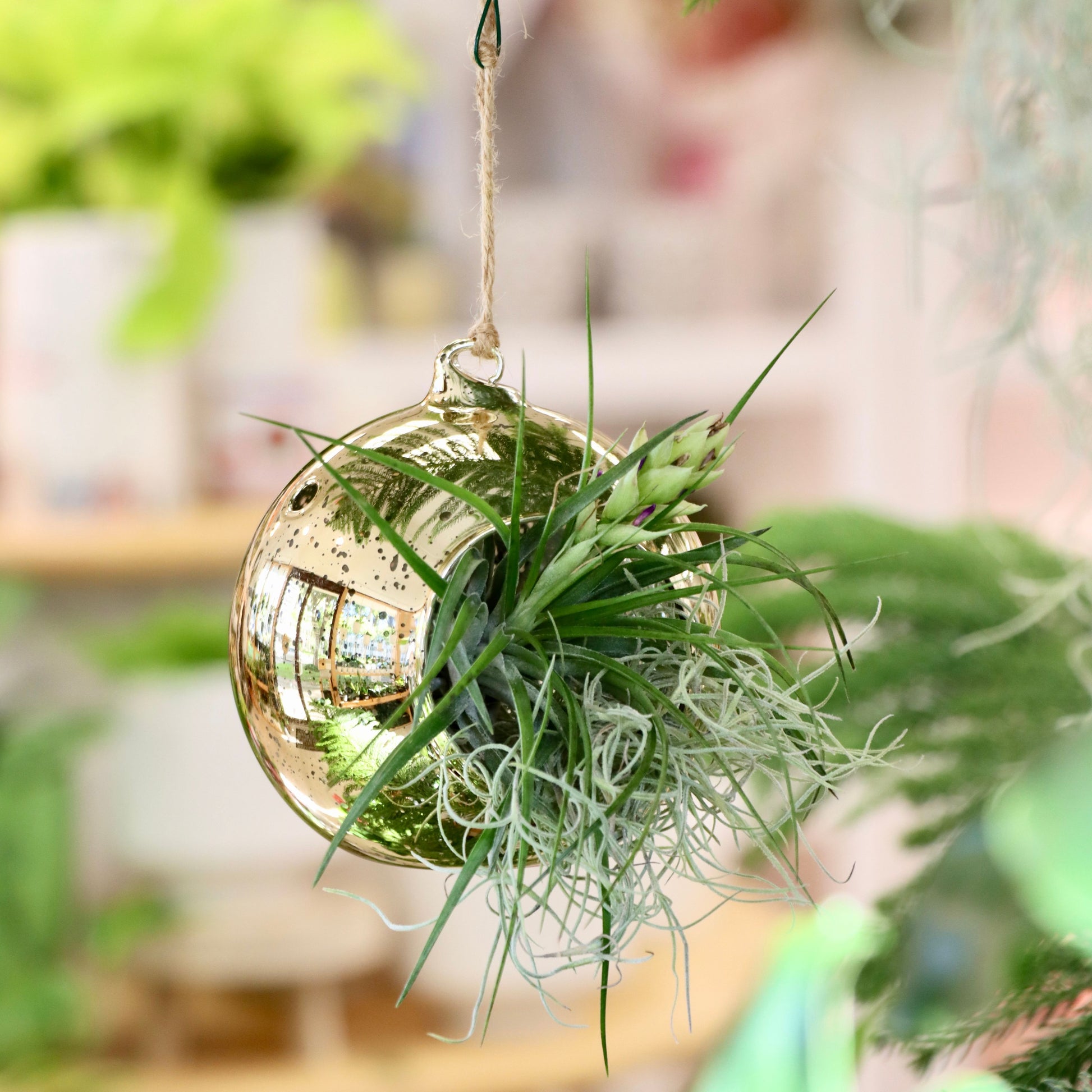 air plant christmas ornament Terrariums – Mari's Gardens