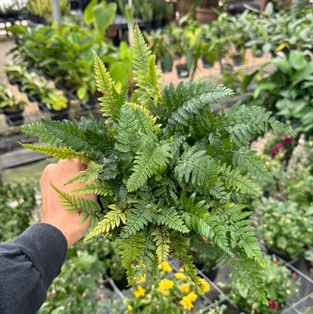 Fern, "Korean Rock"