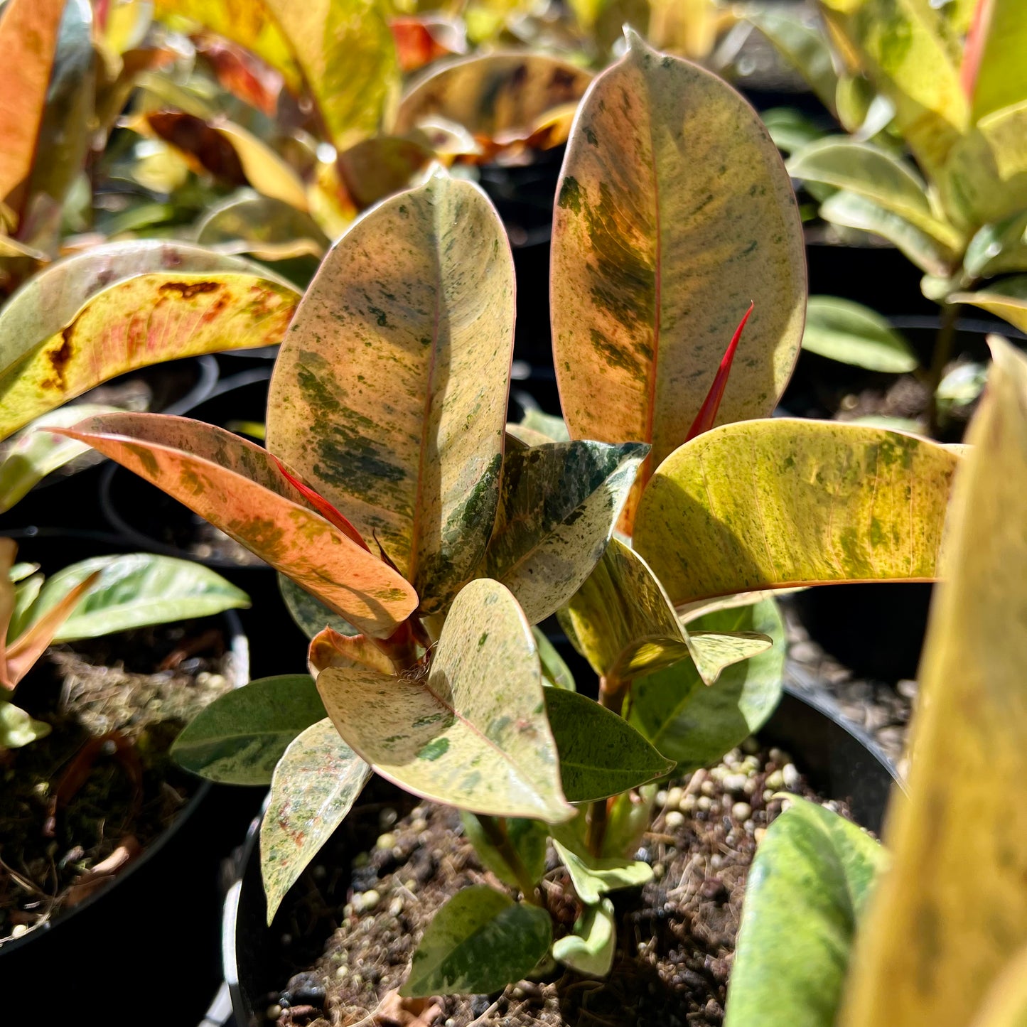 Ficus elastica, "Shivereana"