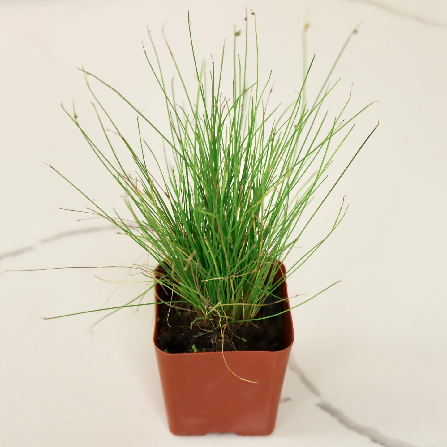Isolepis, 'Fiber Optic Grass'