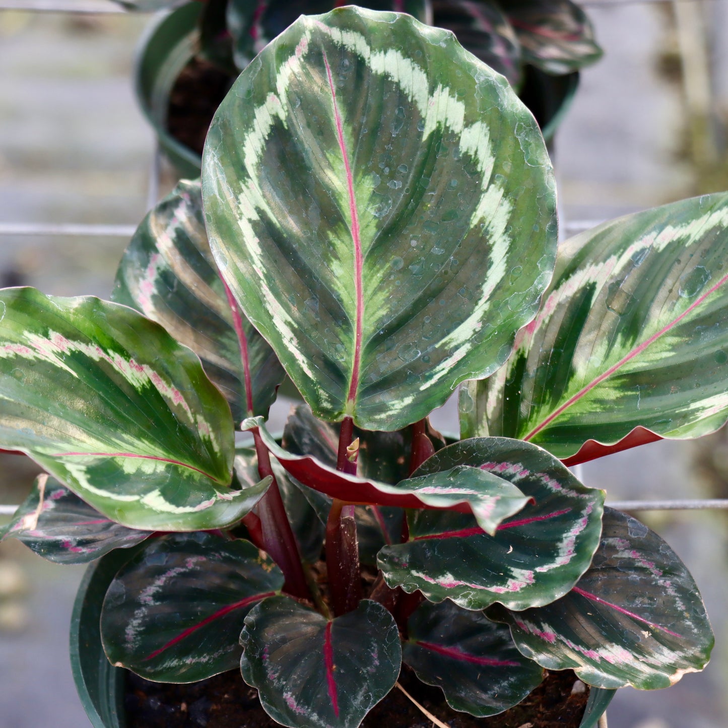 Calathea roseopicta 'Dottie'