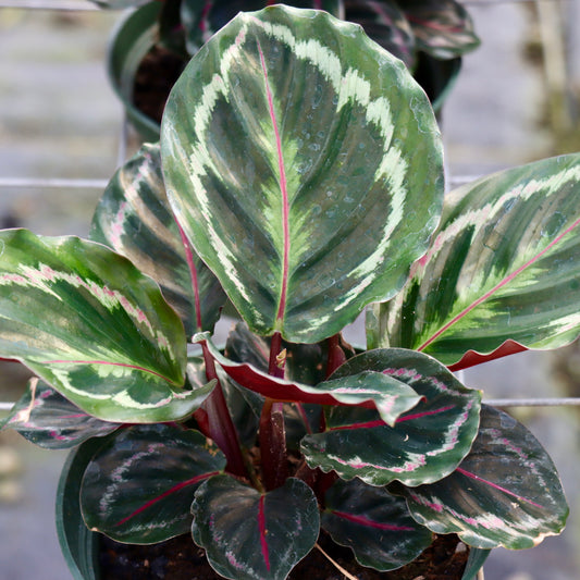 Calathea roseopicta 'Dottie'