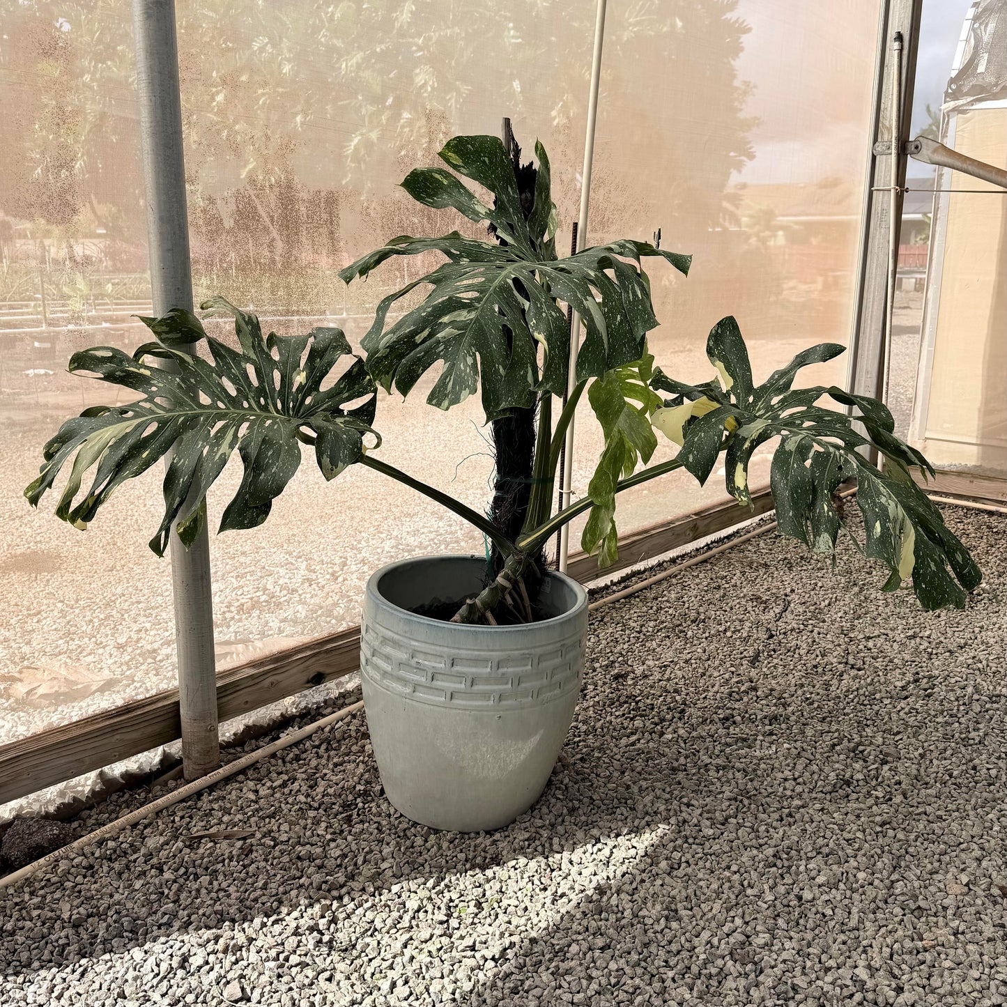 Monstera deliciosa 'Thai Constellation'