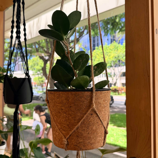 7" Cork Planter Pot