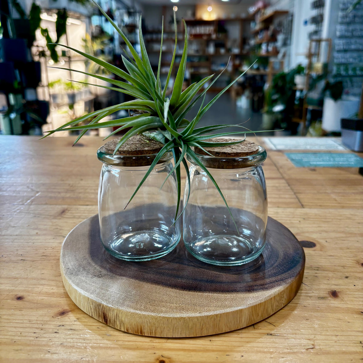 Terrarium — Glass with Cork Lid 7 oz
