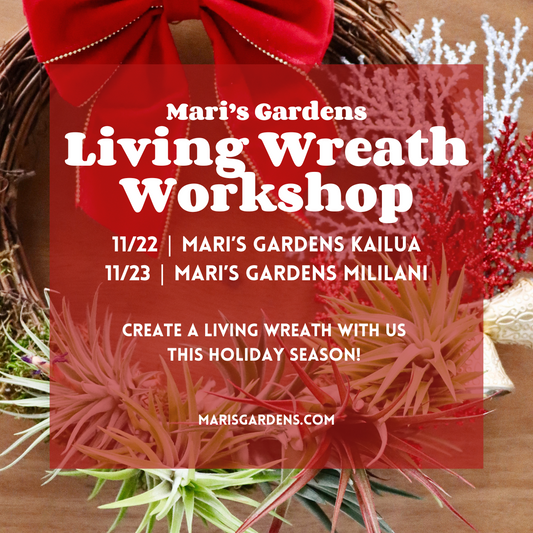 11/22 & 11/23 Living Wreath Workshop