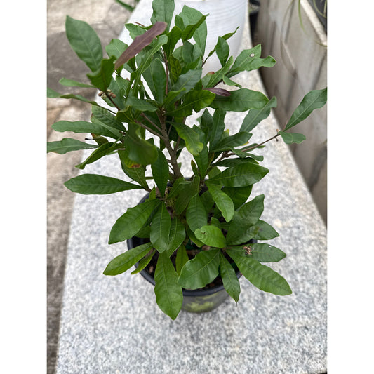 Miracle Berry Seedling